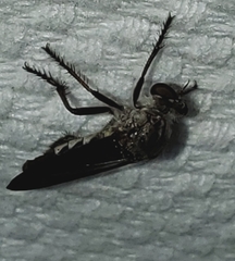 Heteropogon macerinus