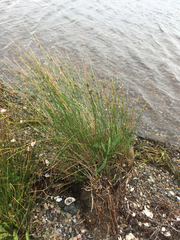 Juncus balticus littoralis