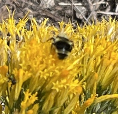 Bombus vancouverensis