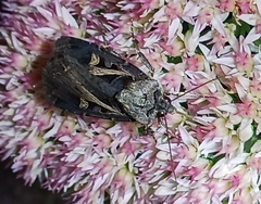 Feltia herilis