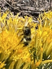 Bombus vancouverensis