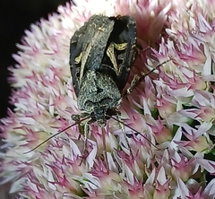 Feltia herilis