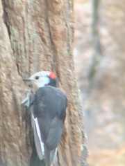 Dryobates albolarvatus