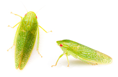 Gyponana