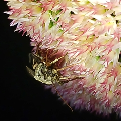 Feltia herilis