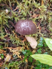 Lactarius kauffmanii