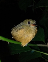 Mionectes oleagineus