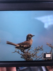 Cincloramphus cruralis