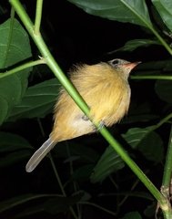 Mionectes oleagineus