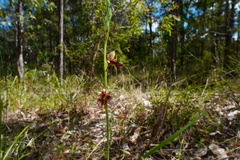Calochilus paludosus