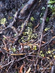 Podophacidium xanthomelum