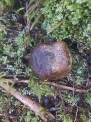 Lactarius olivaceoumbrinus