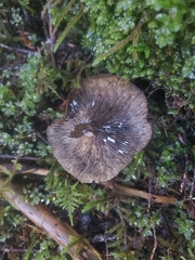 Lactarius olivaceoumbrinus