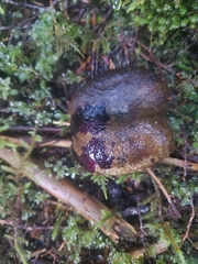 Lactarius olivaceoumbrinus