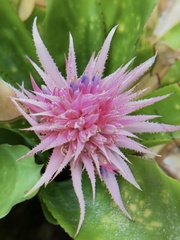 Aechmea fasciata