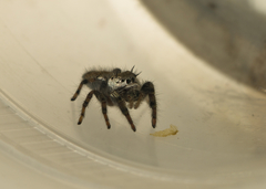 Phidippus comatus