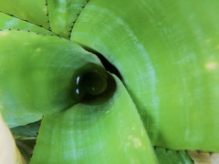 Aechmea fasciata