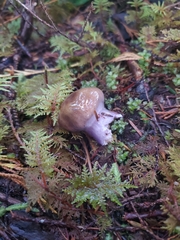 Cortinarius seidliae