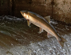 Oncorhynchus kisutch