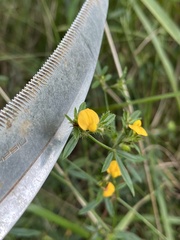 Stylosanthes biflora