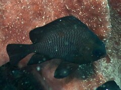 Dascyllus trimaculatus