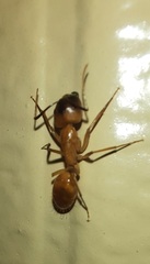 Camponotus festinatus