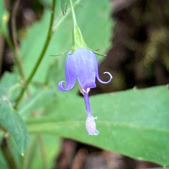 Campanula divaricata