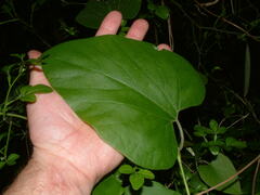 Aristolochia tomentosa