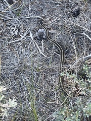 Thamnophis elegans elegans