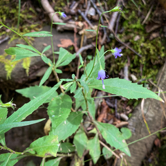 Campanula divaricata