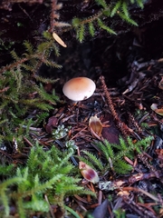 Hypholoma