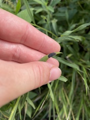 Asteromyia euthamiae