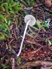 Hypholoma