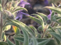 Trichostema lanceolatum