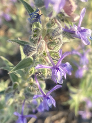 Trichostema lanceolatum
