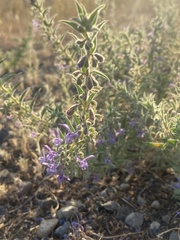 Trichostema lanceolatum
