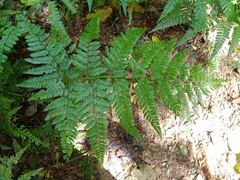 Polypodiopsida