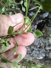 Perityle congesta