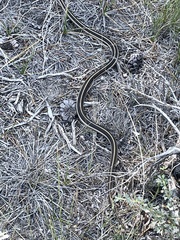 Thamnophis elegans elegans