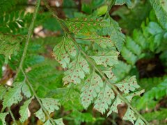 Polypodiopsida