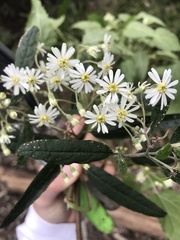 Olearia lirata