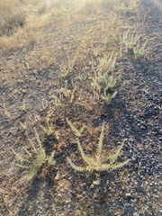 Trichostema lanceolatum