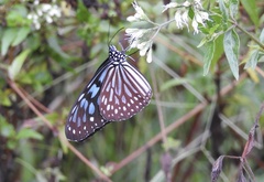Ideopsis similis