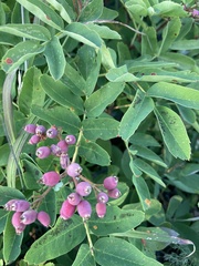 Sorbus sitchensis