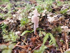 Clavulina rugosa