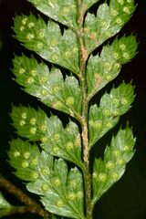 Polypodiopsida