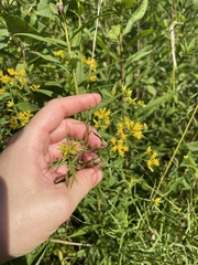 Euthamia caroliniana