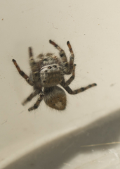 Phidippus comatus