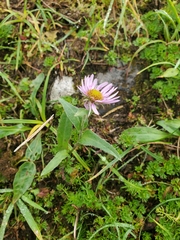 Erigeron peregrinus