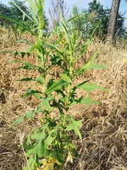 Lactuca indica